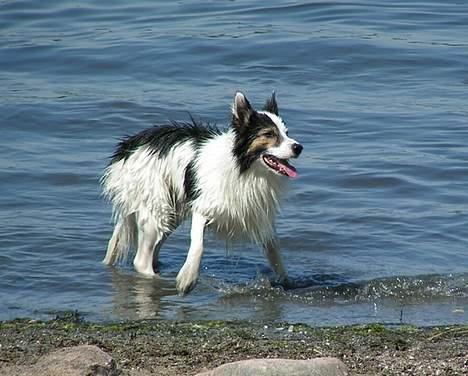 Border collie Dosty billede 1