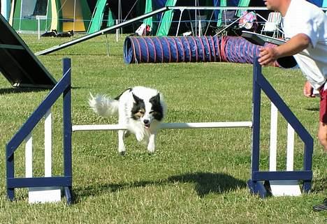 Border collie Dosty - første plads, første plads, FØRSTE PLADS!! Year  billede 2