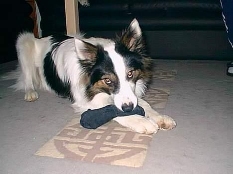 Border collie Dosty - Amanam!! en sok billede 3