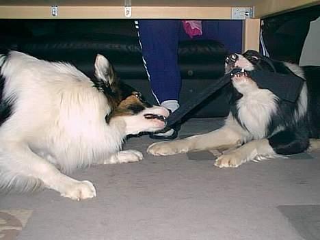 Border collie Dosty - GREE!!!  billede 4