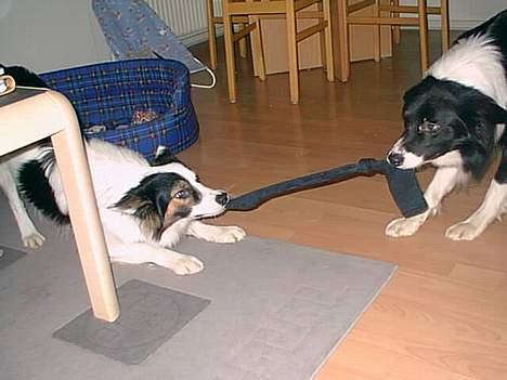 Border collie Dosty - DEN ER MIN!!  billede 5