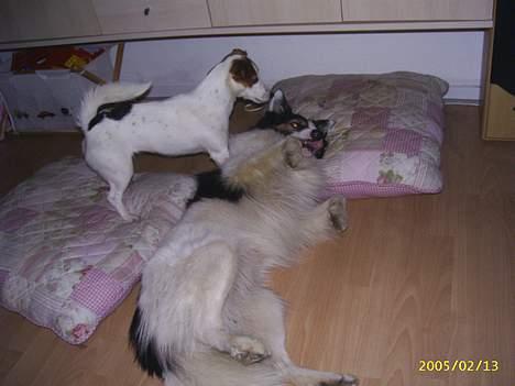 Border collie Dosty billede 6