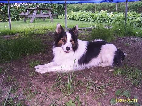 Border collie Dosty - LIgger jeg ikke pænt billede 7