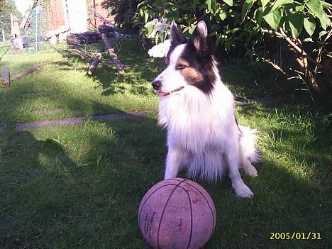 Border collie Dosty - Se Om Du Kan Tage Den Hvis Du Tør!! billede 8