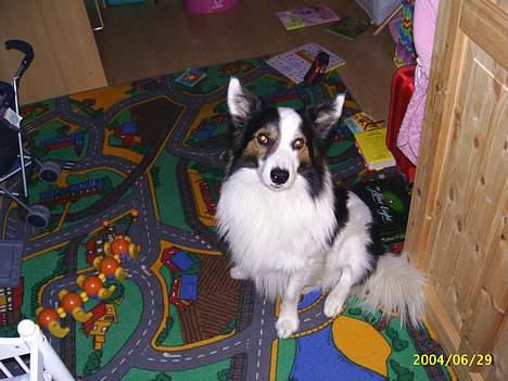 Border collie Dosty billede 9