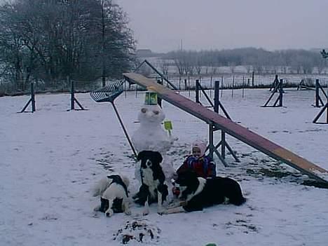 Border collie Dosty - Familie Billede Hvor Hyddeligt  billede 10