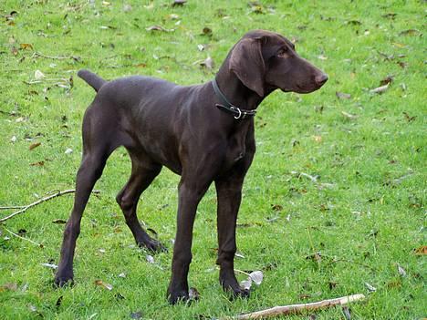 Korthåret hønsehund Tikka - se den dog, nej hvor er den smuk!!! billede 1