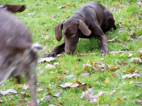 Korthåret hønsehund Tikka billede 4