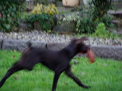 Korthåret hønsehund Tikka billede 10