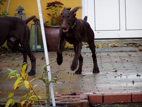 Korthåret hønsehund Tikka billede 12