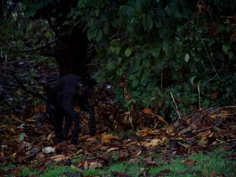 Korthåret hønsehund Tikka billede 13