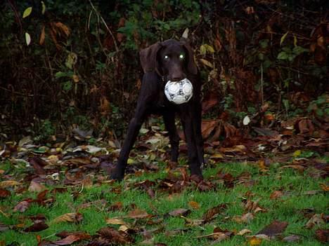 Korthåret hønsehund Tikka billede 14