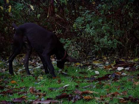 Korthåret hønsehund Tikka billede 15