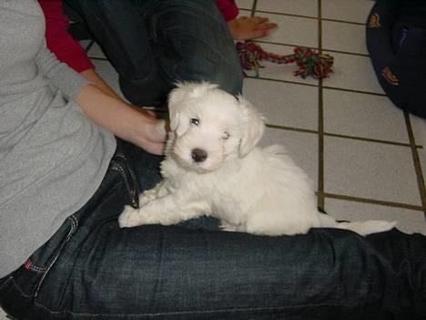 Coton de tulear louie - Hårdt at komme væk fra sin mor billede 3