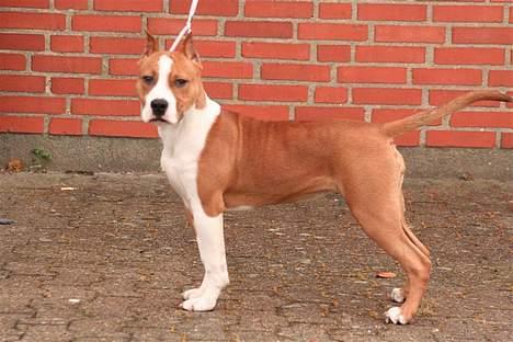 Amerikansk staffordshire terrier Yeller GreatVikings Blood billede 15