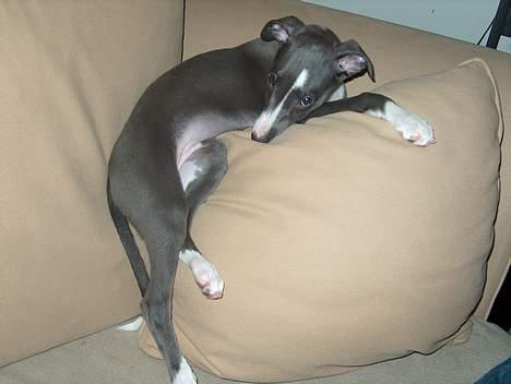 Whippet Ninja - 10 uger billede 6