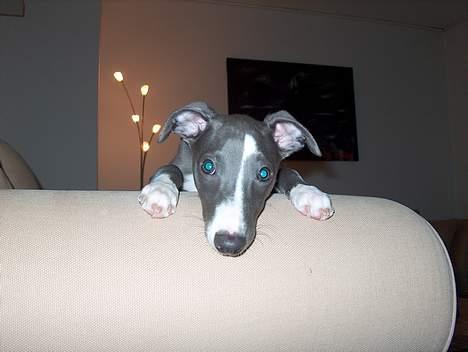 Whippet Ninja - 12 uger billede 7