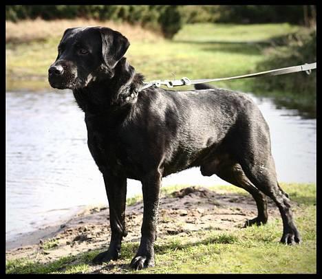 Labrador retriever Bertil - Hold da k... hvor er jeg smuk :) billede 1