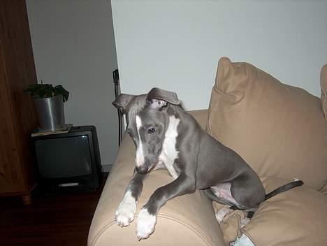 Whippet Ninja - 12 uger billede 8