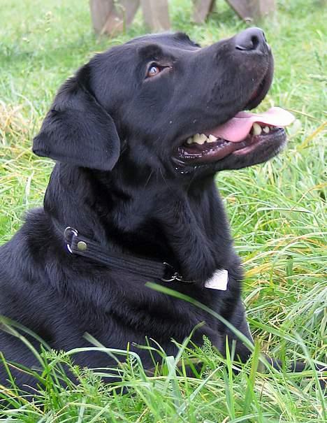 Labrador retriever Bertil billede 2