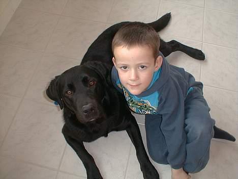 Labrador retriever Bertil - Bertil og Jeppe, billedet er taget kort tid efter vi fik ham,Jeppe er vild med sin hund. billede 3