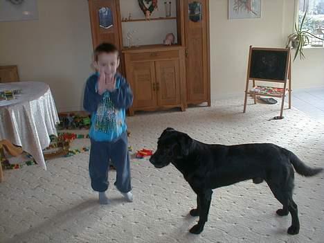 Labrador retriever Bertil - Bertil og Jeppe leger billede 4