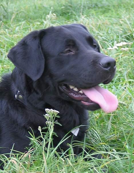 Labrador retriever Bertil billede 5