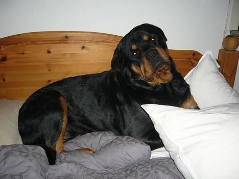 Rottweiler Basse - Nævnte du noget om morgenmad ??? billede 10