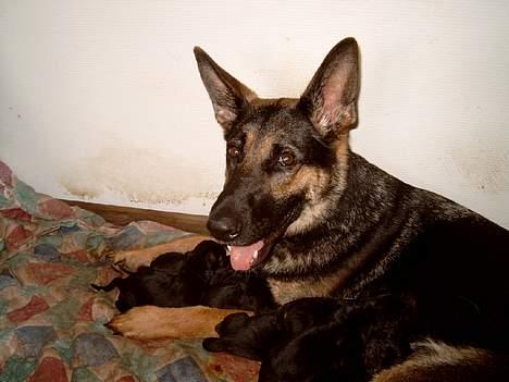 Schæferhund Sportshund Akela *Død*  - Her er en stolt mor med 9 nyfødte hvalpe billede 1