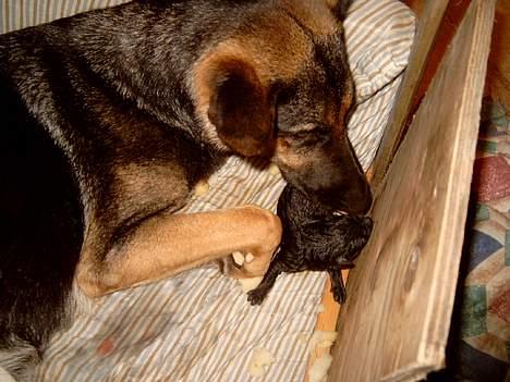 Schæferhund Sportshund Akela *Død*  - Akela med sin første fødte billede 2
