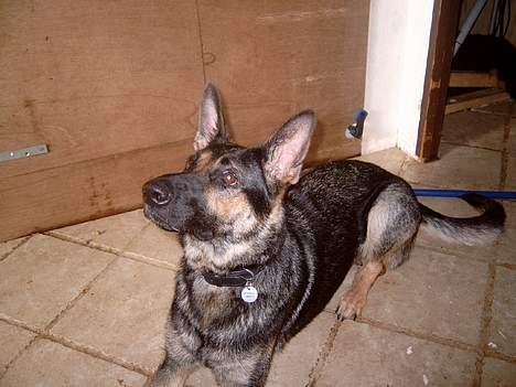 Schæferhund Sportshund Akela *Død*  - Nu er jeg klar til min godbid billede 3