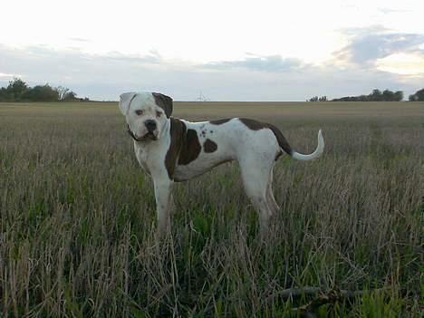 Amerikansk bulldog Nikita R.I.P billede 9