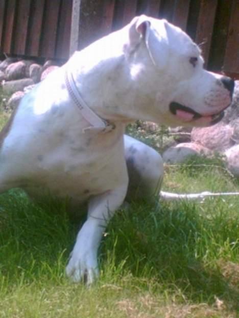 Amerikansk bulldog Nikita R.I.P billede 10