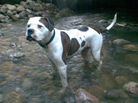 Amerikansk bulldog Nikita R.I.P billede 11
