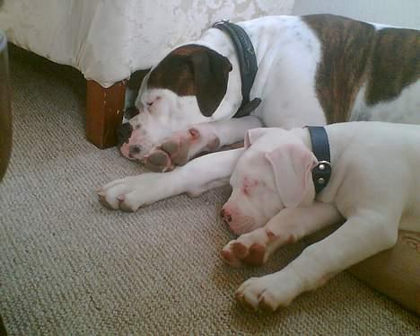 Amerikansk bulldog Nikita R.I.P - Vores Nikita og Little Nicky billede 12