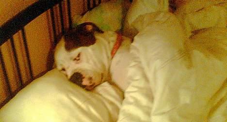 Amerikansk bulldog Nikita R.I.P billede 13