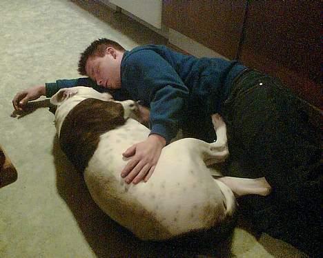 Amerikansk bulldog Nikita R.I.P billede 14