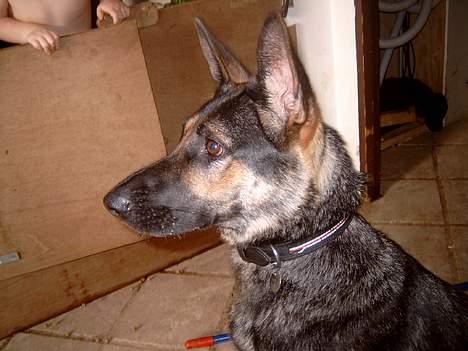 Schæferhund Sportshund Akela *Død*  - Jeg syntes jeg hørte noget! billede 5