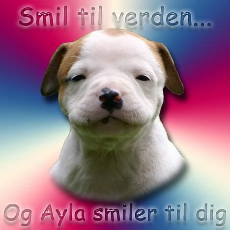 Amerikansk bulldog Rahbeks Ayla billede 10