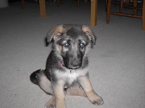 Schæferhund Tikki      10/9-05 - Jul 2006 billede 1
