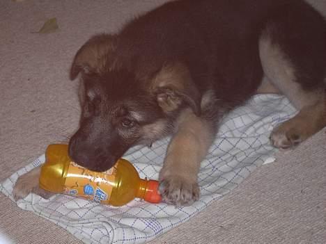 Schæferhund Tikki      10/9-05 - hmm... hvordan bruger man den.. billede 2