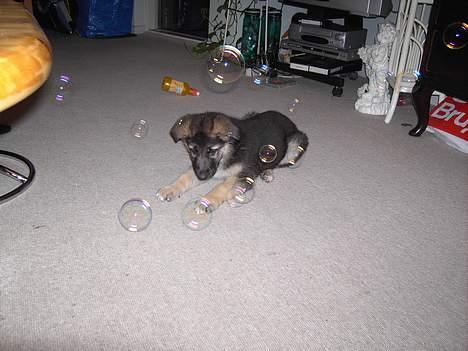 Schæferhund Tikki      10/9-05 - hmm.... hvordan fanger jeg dem billede 3