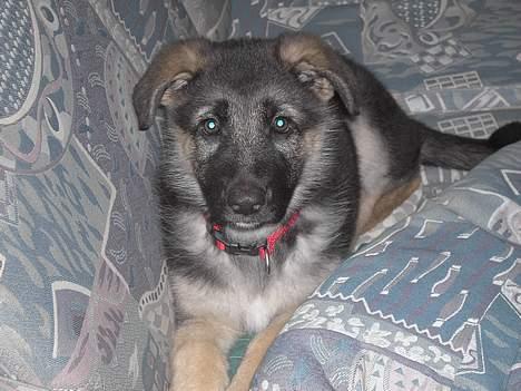 Schæferhund Tikki      10/9-05 - afslapning billede 4