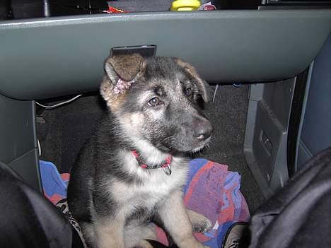 Schæferhund Tikki      10/9-05 billede 5