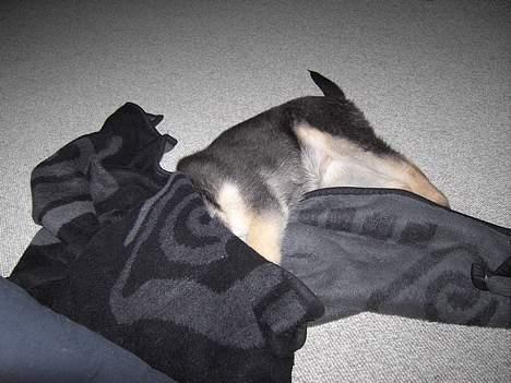 Schæferhund Tikki      10/9-05 - hehe.... der er ingen der kan se mig.. billede 6