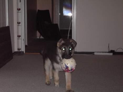 Schæferhund Tikki      10/9-05 billede 7