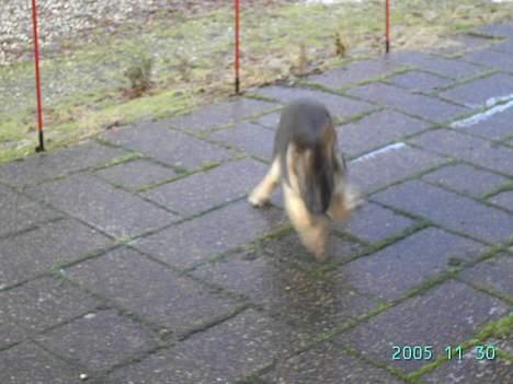 Schæferhund Tikki      10/9-05 - På glat is billede 8