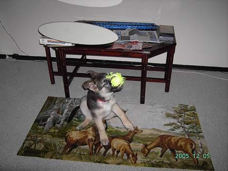 Schæferhund Tikki      10/9-05 - tag den væk fra min snude billede 9