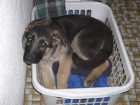 Schæferhund Tikki      10/9-05 - er bedre end min egen kurv billede 10