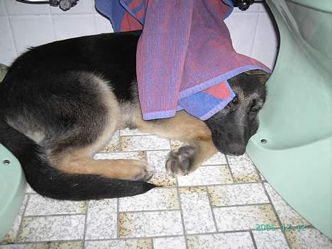 Schæferhund Tikki      10/9-05 billede 11